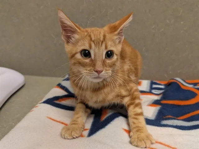 Adoptable Cat