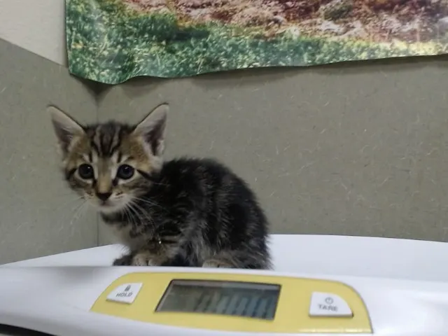 Adoptable Cat