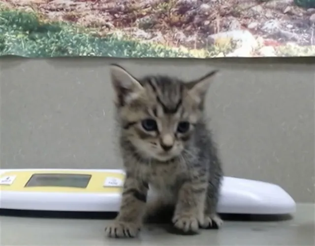 Adoptable Cat