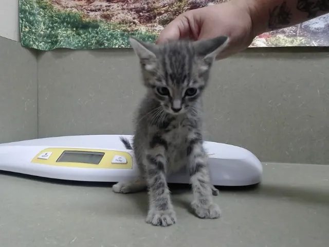 Adoptable Cat