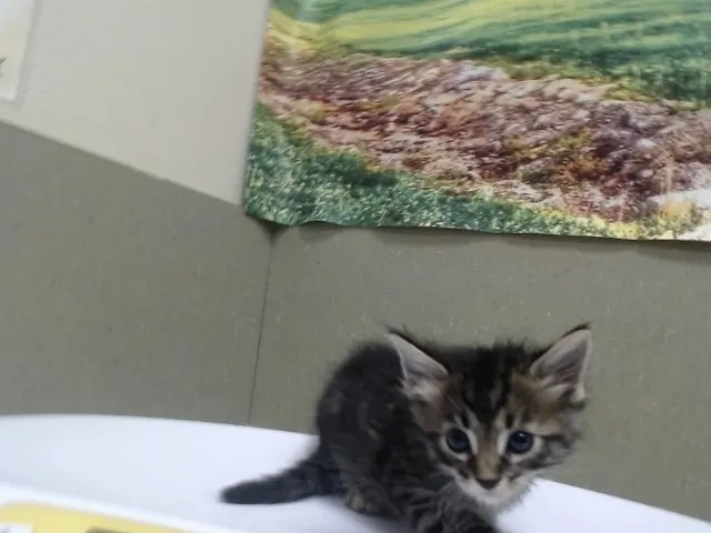 Adoptable Cat