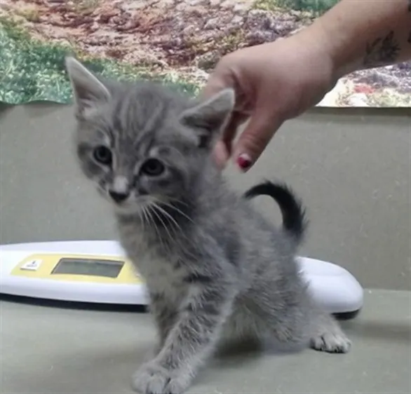 Adoptable Cat