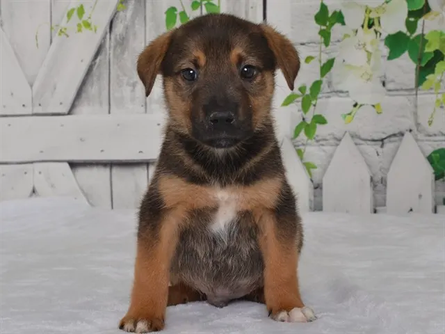 Jake