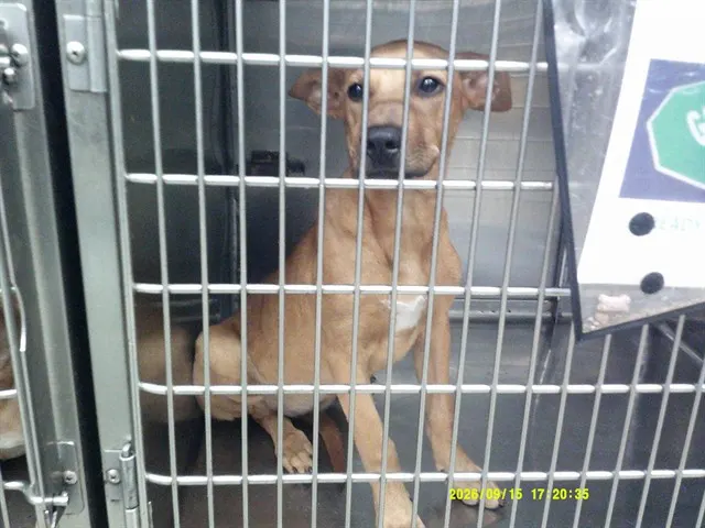 Adoptable Dog