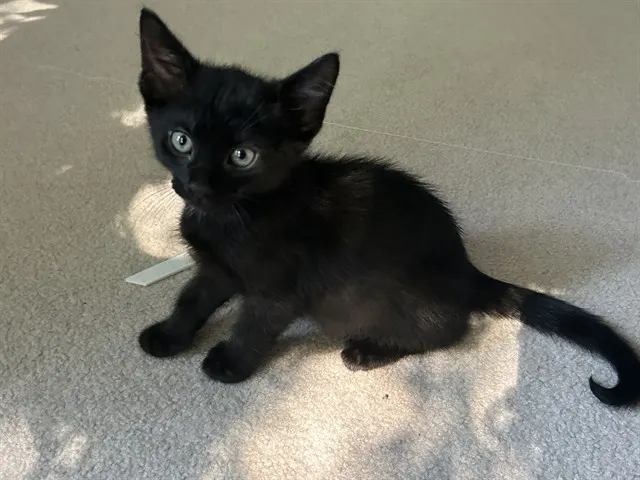 Loki