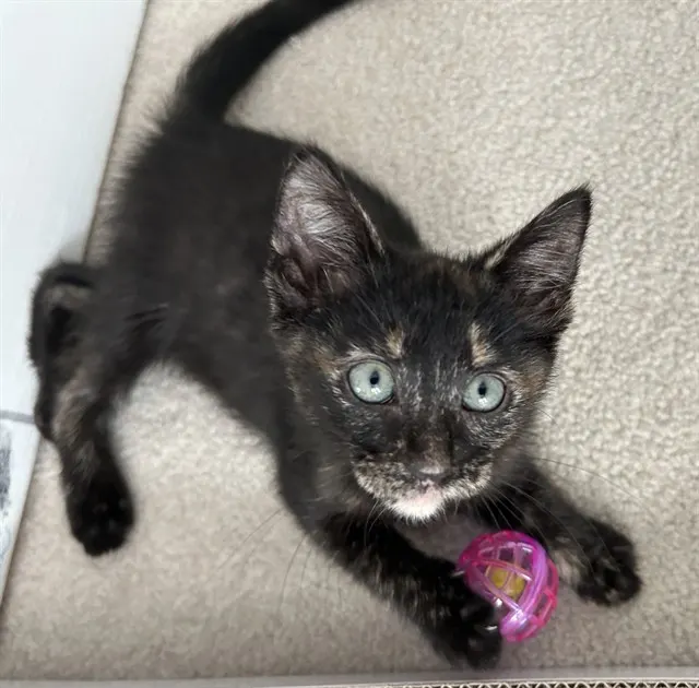 Cici