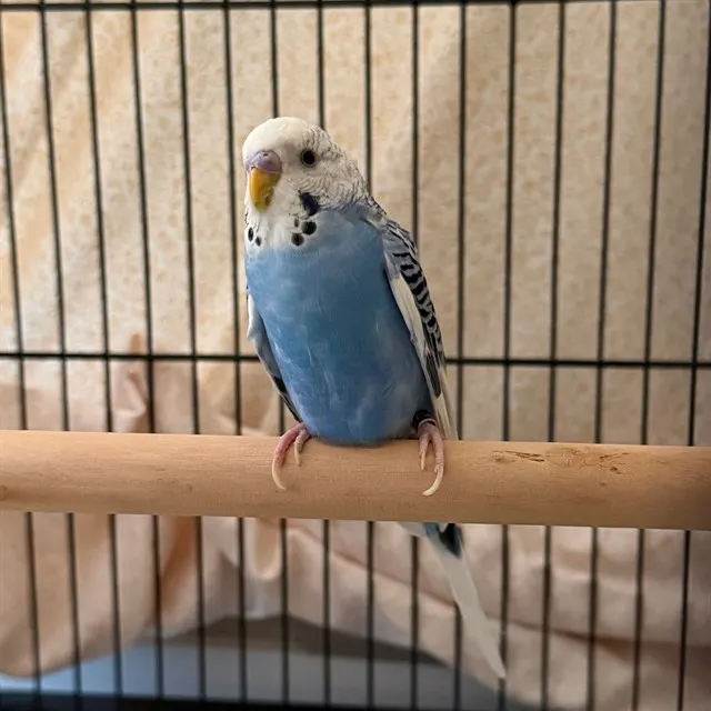 Cookie Monster