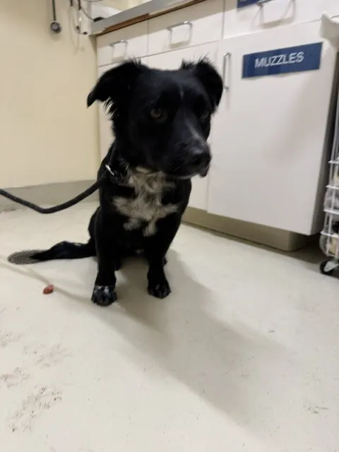 Junior
