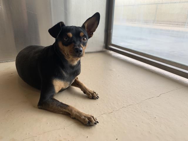 Adoptable Dog