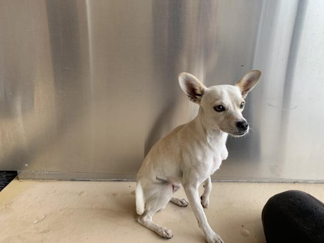 Adoptable Dog