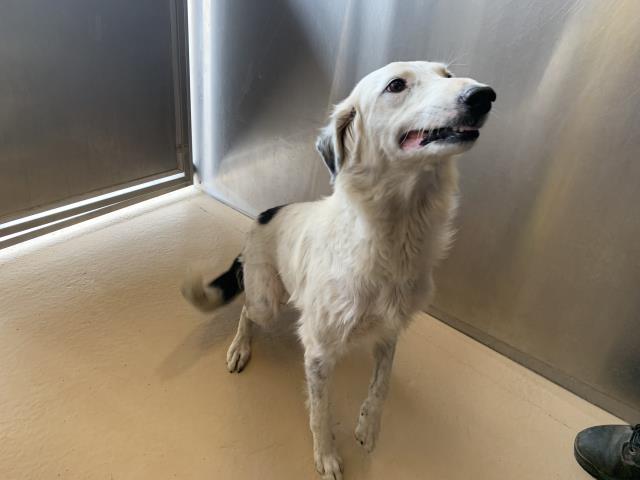 Adoptable Dog