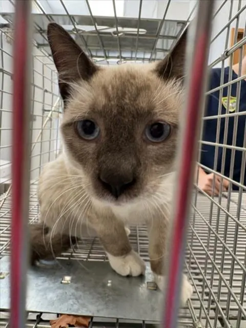 Adoptable Cat