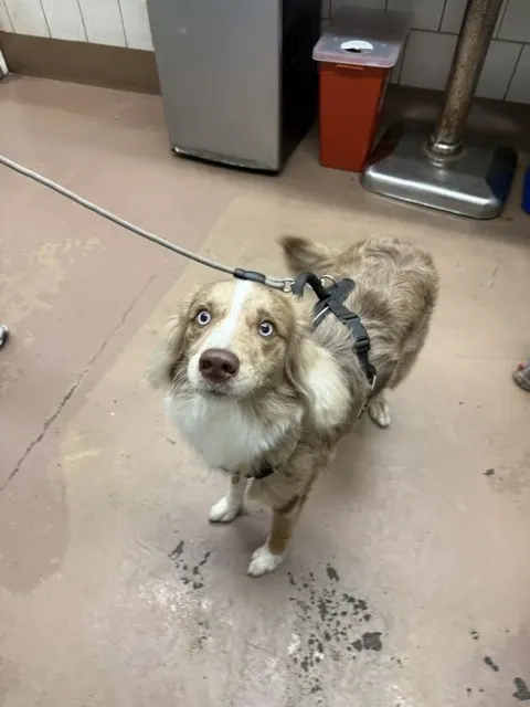 Shiloh