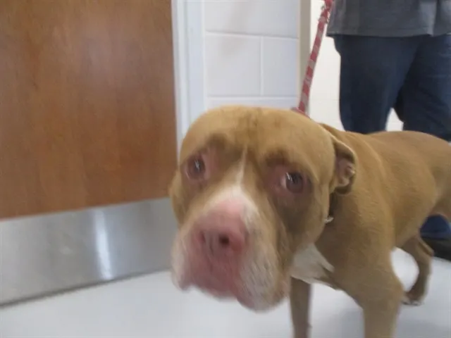 Adoptable Dog