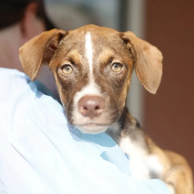 Honey Puppy