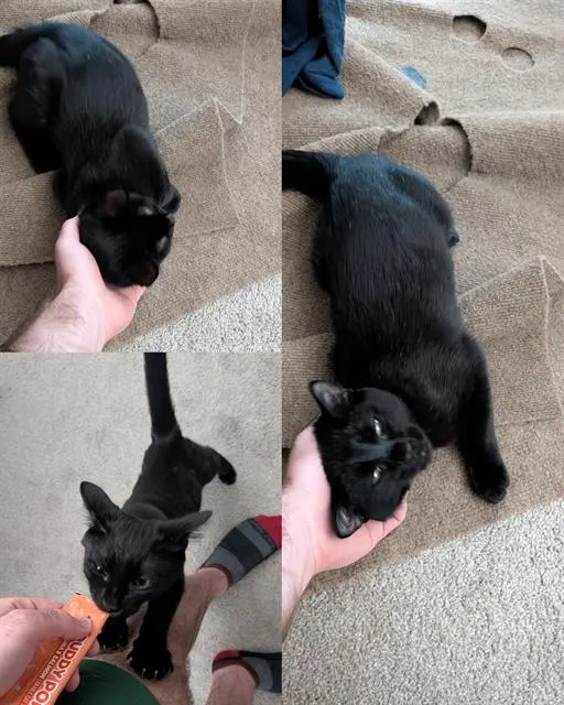 Baz