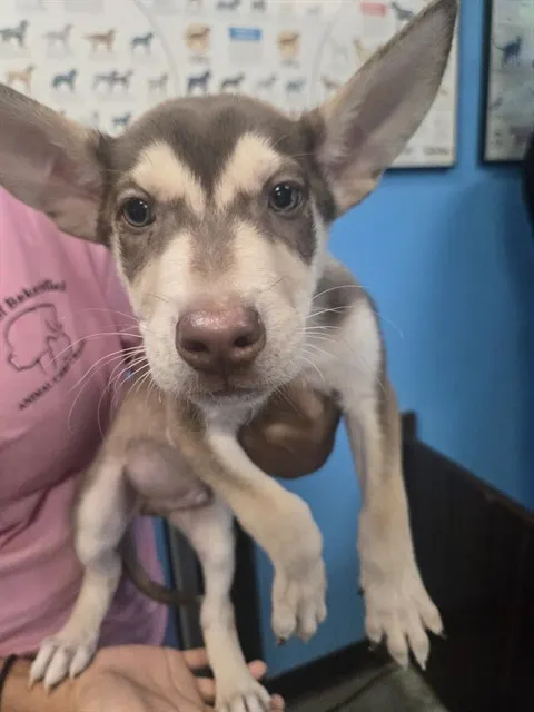 Adoptable Dog