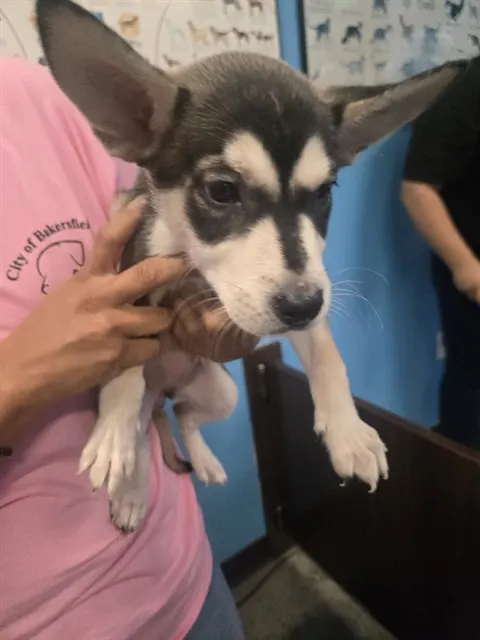 Adoptable Dog