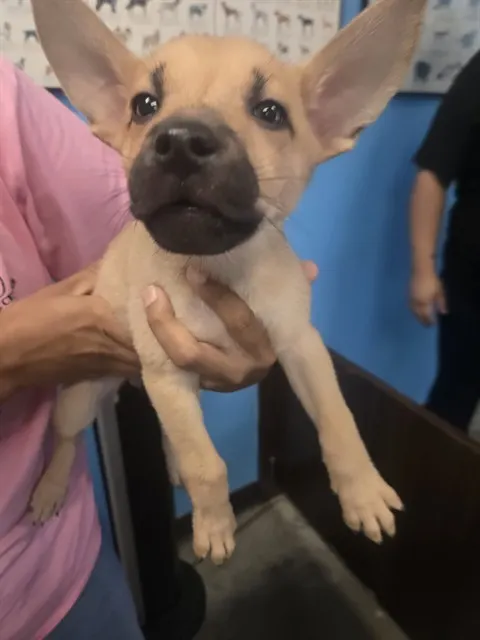Adoptable Dog