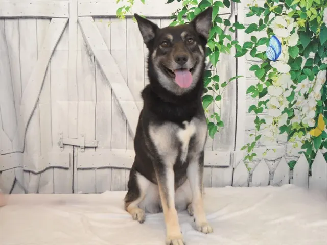 Bella
