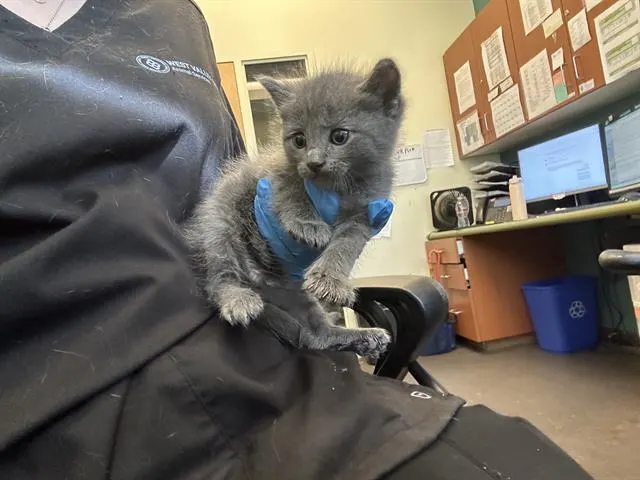 Adoptable Cat