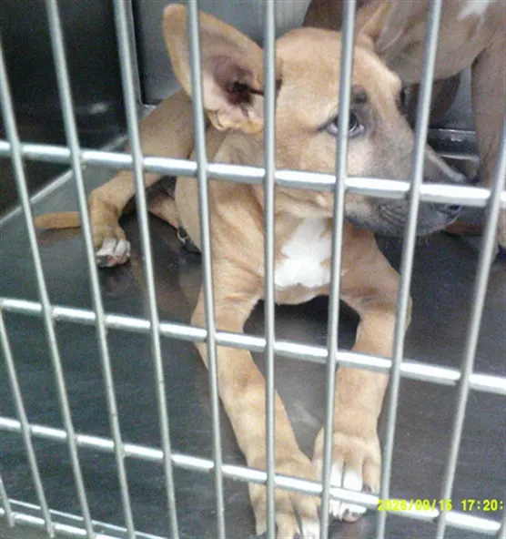 Adoptable Dog