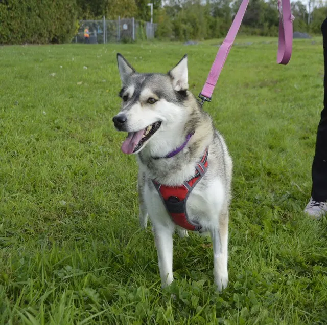 Maya