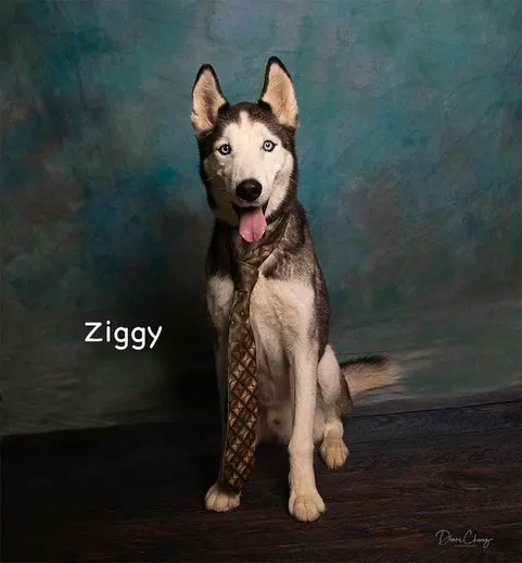 Ziggy