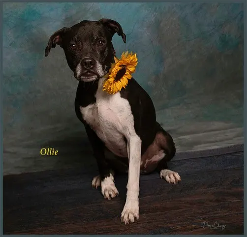 Ollie