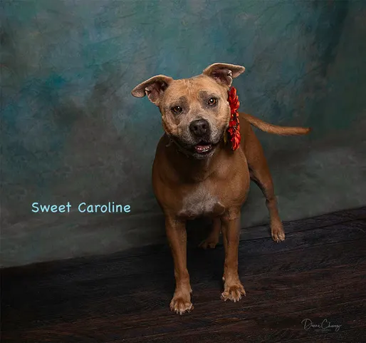Sweet Caroline