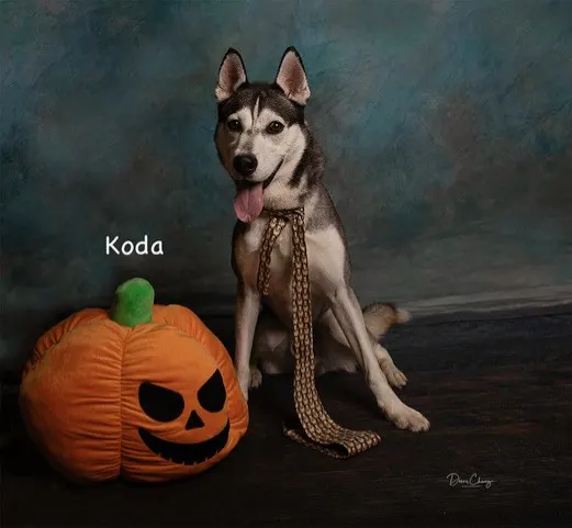 Koda