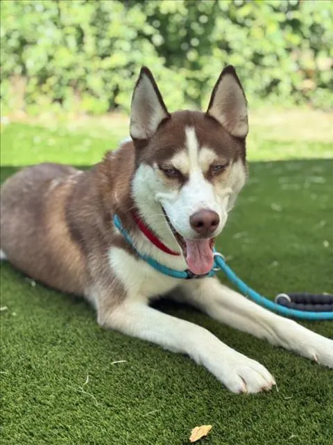 Max
