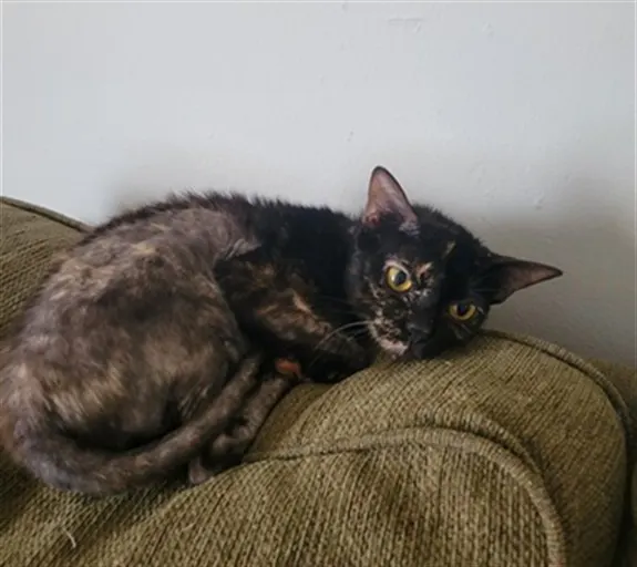 Sheba