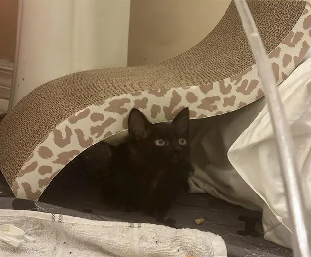 *Jiji