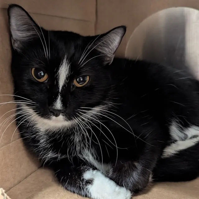 Tux