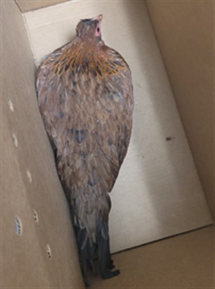 Momo