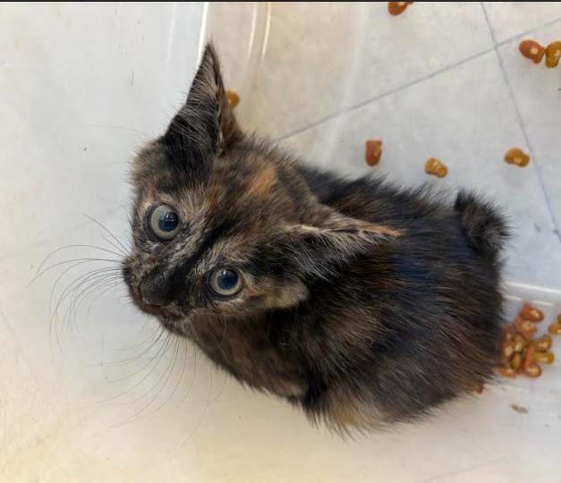Tallulah