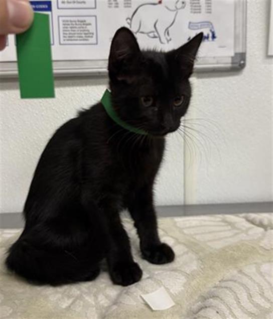 Adoptable Cat