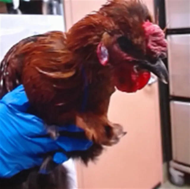 Gallo