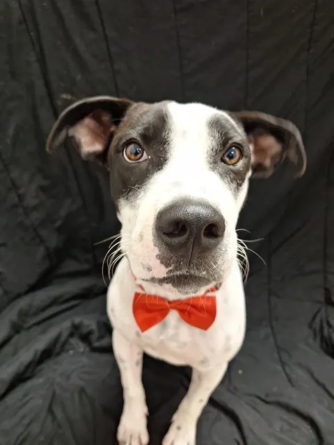 Ollie