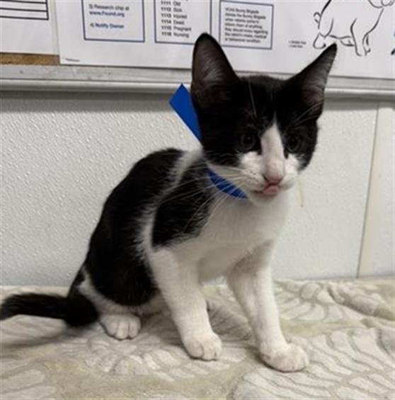 Adoptable Cat