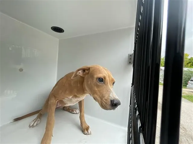 Adoptable Dog