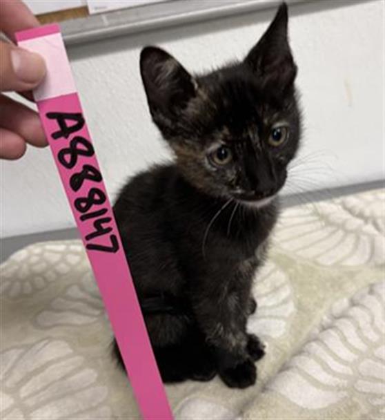 Adoptable Cat