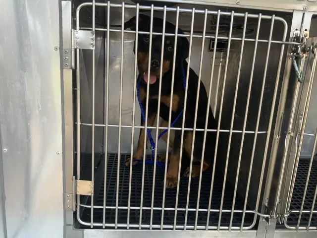 Adoptable Dog
