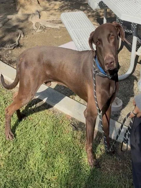 Scooby
