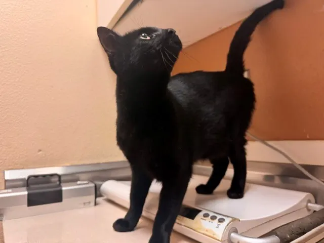 Edgar