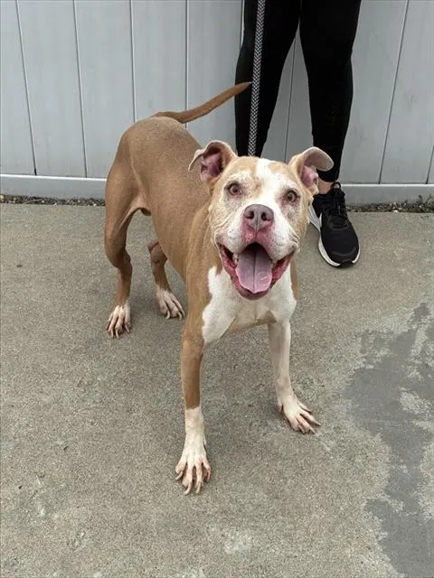 Bobert