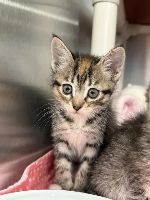 Tuna- Pending Adoption