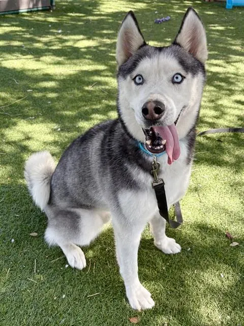 Apollo