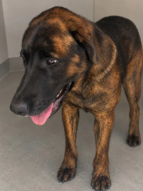 Adoptable Dog